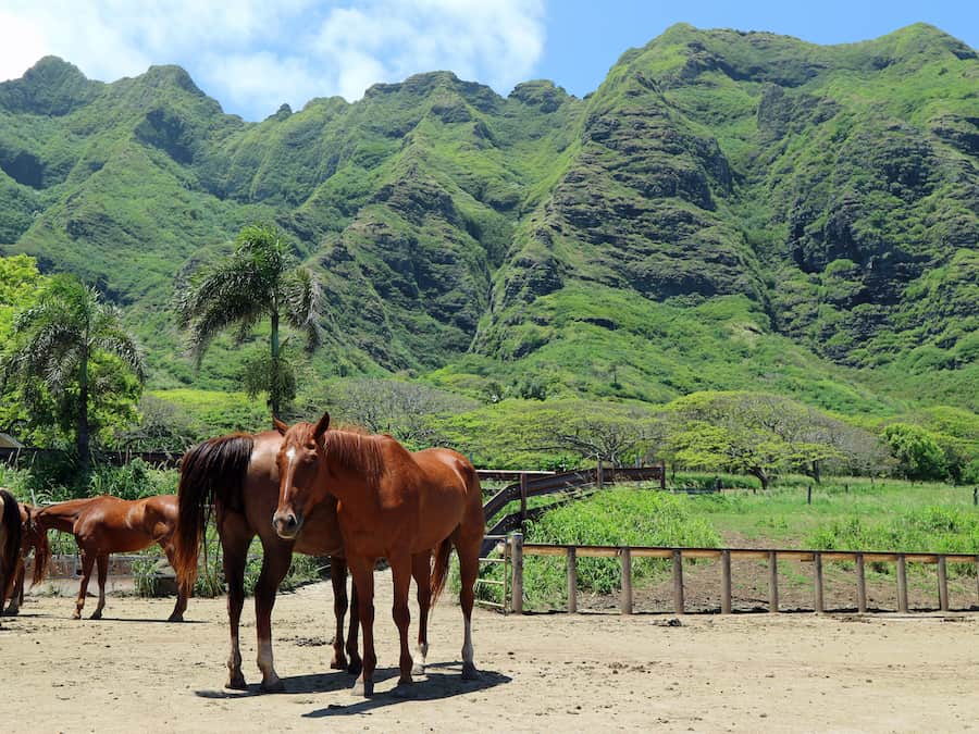 Horses in Kualoa ranch, Oahu island, Hawaii. Apr 24 2018.