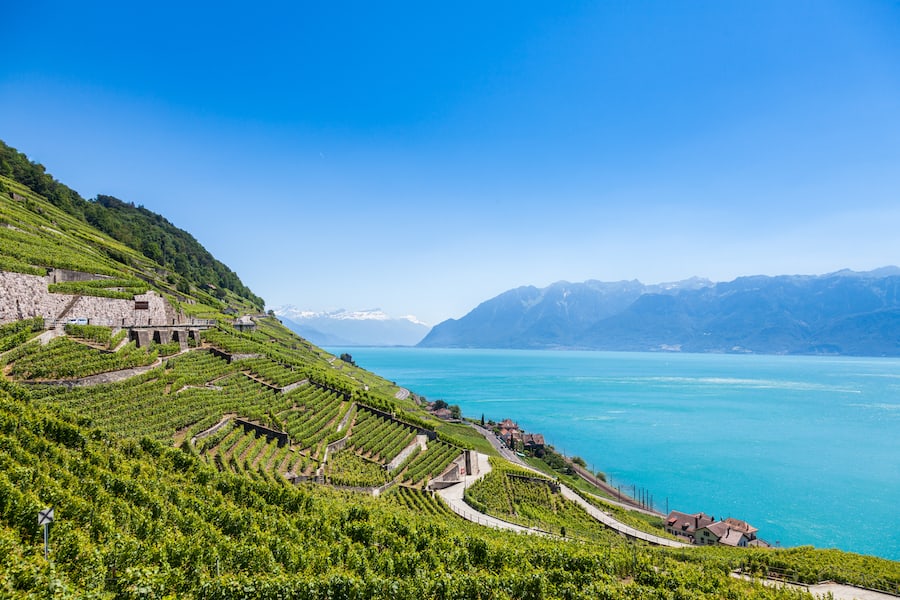 Vineyards in Lavaux region - Terrasses de Lavaux terraces, Switzerland