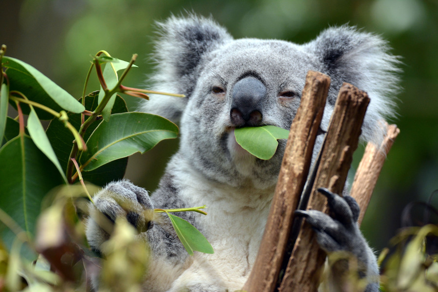 Koala at Lone Pine Koala Sanctuary Brisbane