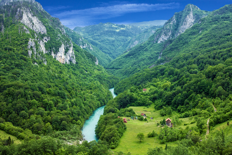 Mountain river Tara and forest in Montenegro