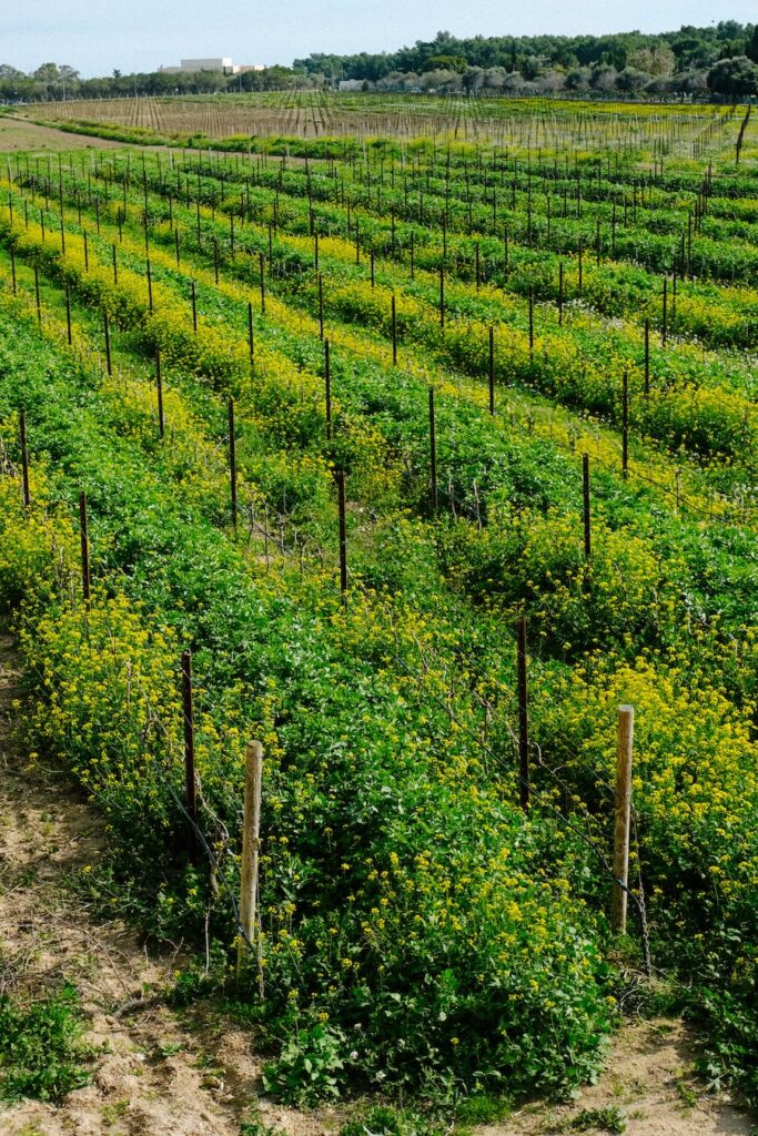 Wine tasting Malta